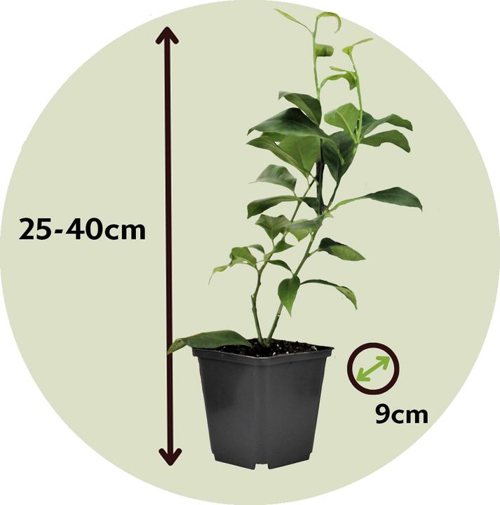 Produktbild Plant in a Box Citrus lime, calamondin, limon - 3er Set Citrus pflanzen Mix (25 cm)