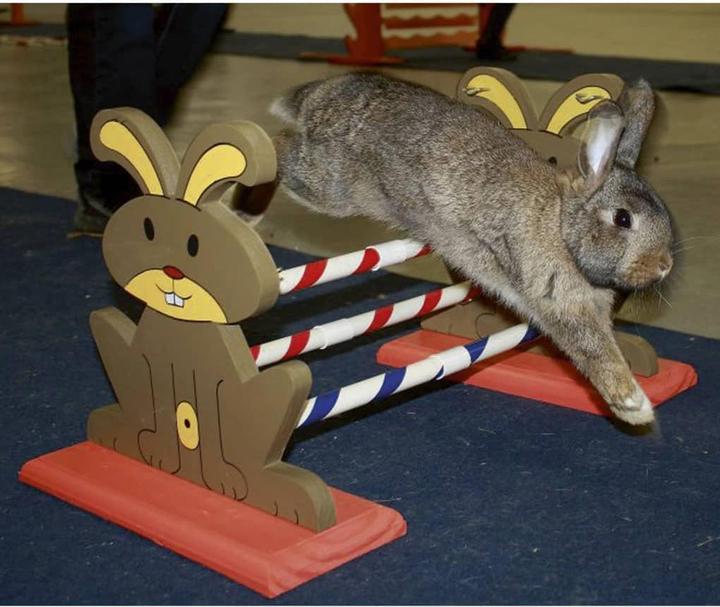 Actual product image Kerbl Rodent hurdle