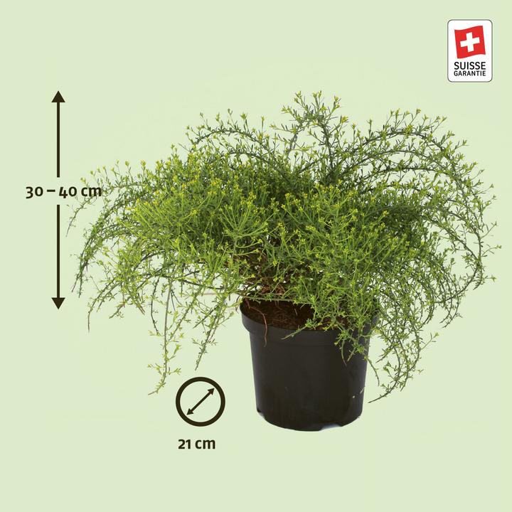 Produktbild Zulauf Stein-Ginster / Genista lydia (25 cm)