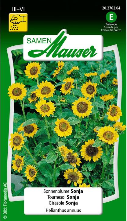 Tournesol Sonja (Graines de plantes)