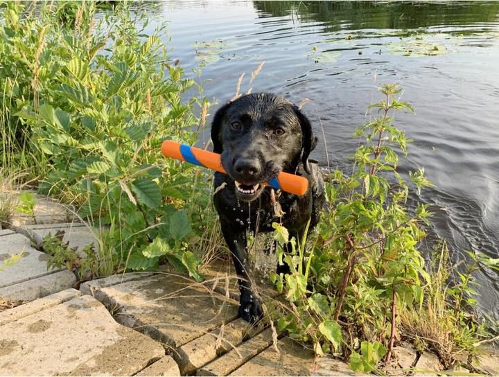 Image du produit Chuckit! Ultra Fetch Stick (Apporter)