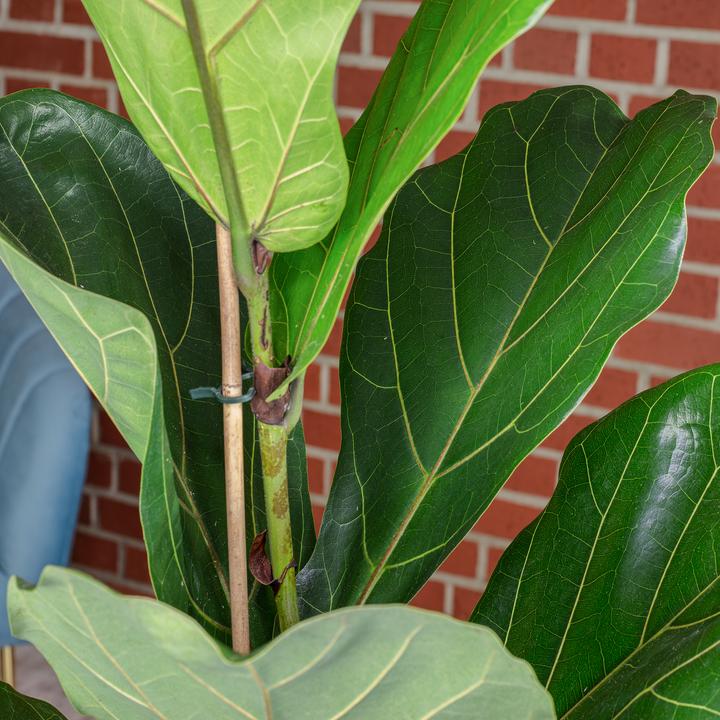 Actual product image Flowerbox Fiddle-leaf fig - height ca. 100 cm, pot-Ø 21 cm - Ficus Lyrata (100 cm)
