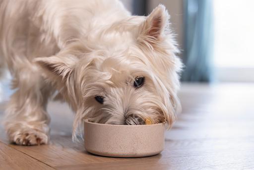 Actual product image Designed by Lotte Noor dog bowl (0.30 l)