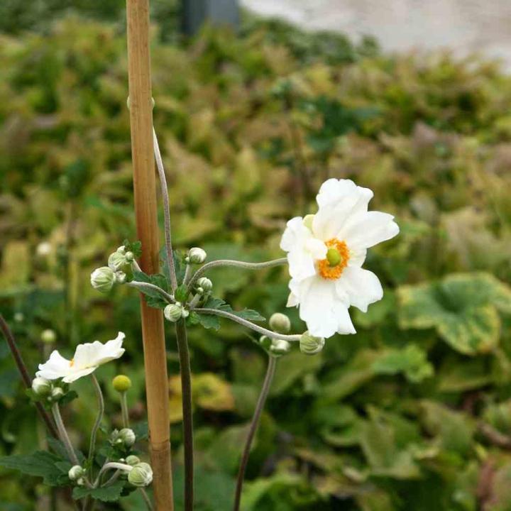 Produktbild Siena Garden Pflanzstab (93 cm, 40 cm)