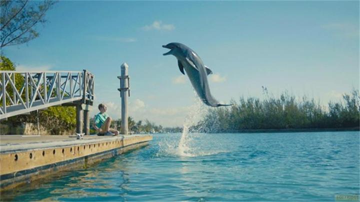 Produktbild Echo, der Delphin - Eine Freundschaft fürs Leben (DVD) (DVD, 2019, Deutsch, Englisch)
