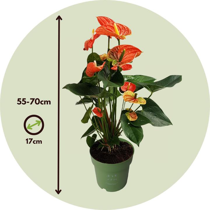 Immagine prodotto Plant in a Box Anthurium 'Madural Orange' - (55 cm)