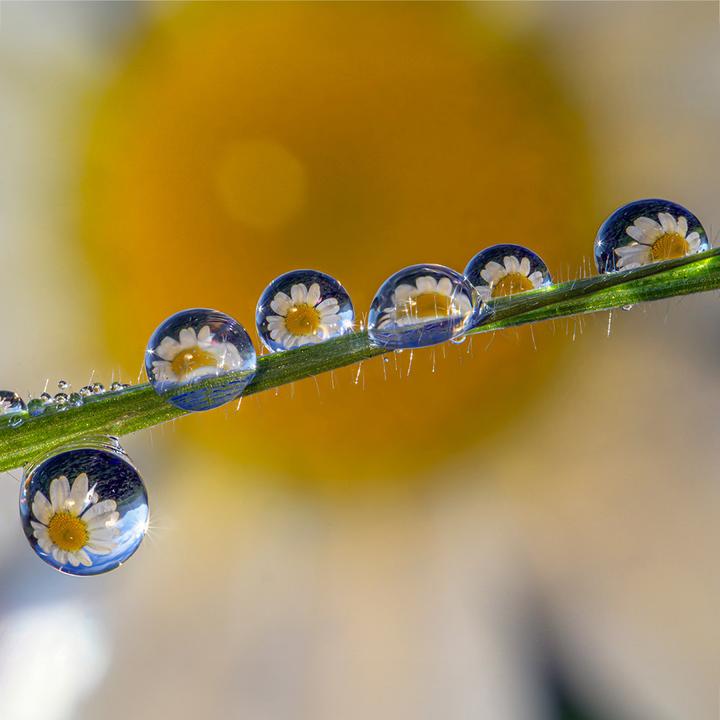 Immagine prodotto Venus Optic Lunghezza focale fissa Laowa 85 mm f/5.6 2X APO - Leica M (Leica M, Full-frame)
