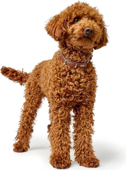 Produktbild Hunter Halsband München für Hunde 55 (Hund, Allgemein)