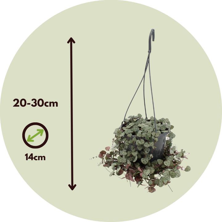 Actual product image Plant in a Box Ceropegia linearis Woodii - sinker chain heart leaf (30 cm)