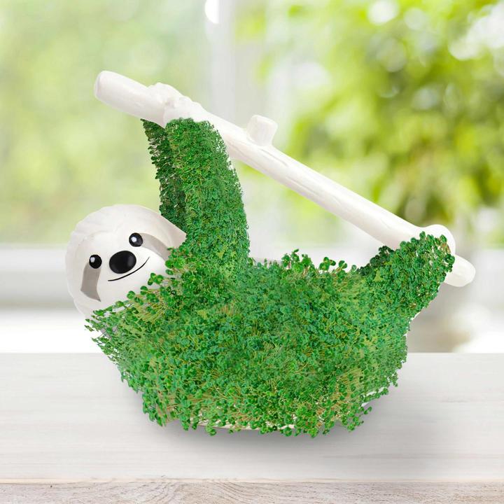 Image du produit TOP Chia paresseux