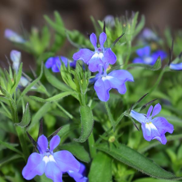Produktbild Säntispracht 4 er Set, Männertreu - Lobelia erinus Blue (25 cm)