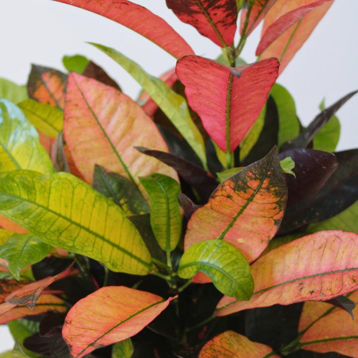Produktbild Plant in a Box Codiaeum variegatum 'Mrs. Iceton' - Kroton (120 cm)