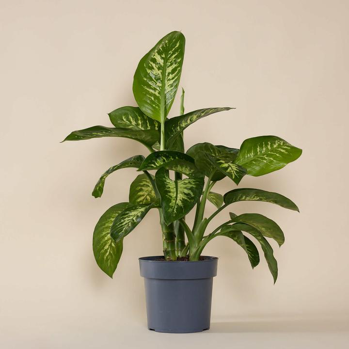 Produktbild Mary and Plants Tropic Snow HAY Schwarz (85 cm)