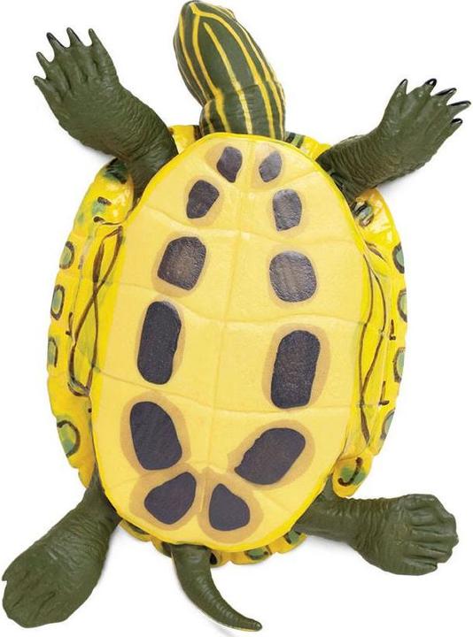 Produktbild Safari Rotwangen-Schmuckschildkröte