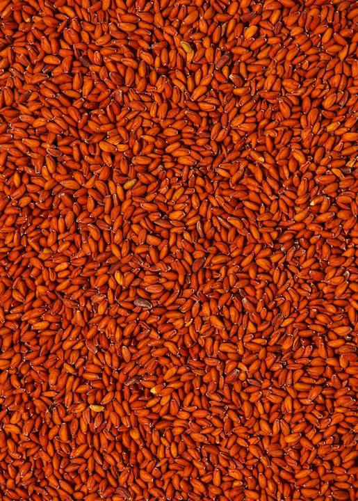 Produktbild KoRo Bio-Samen für Gartenkresse (Lepidium Sativum) (1000 g)