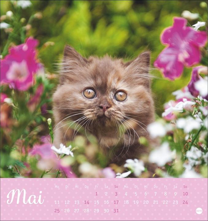 Produktbild Katzen Postkartenkalender Kleine Tiger 2026 (16 x 17 cm, Harter Einband, Deutsch)