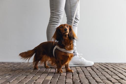 Produktbild Designed by Lotte Velura (XXS, XS, S, M, L, Hund, Allgemein)