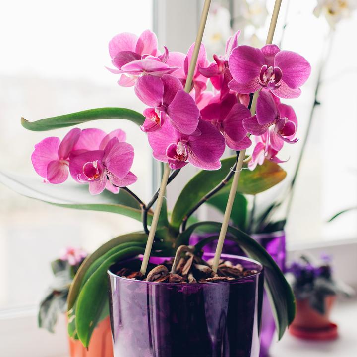 Actual product image Relaxdays 50x plant stick (60 cm, 60 cm)