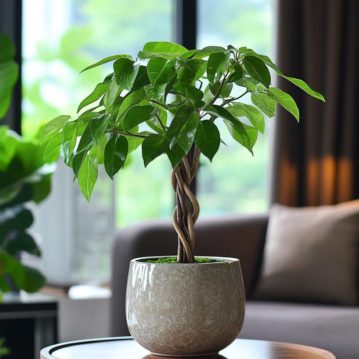 Actual product image Plant in a Box Pachira aquatica - set of 2 money tree (60 cm)
