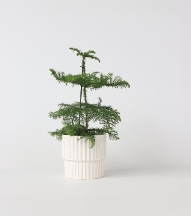 Produktbild Plant in a Box Araucaria Heterophylla - Norfolk Island pine (45 cm)
