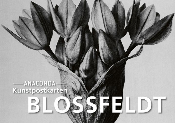 Actual product image Blossfeldt postcard set (1 pcs.)