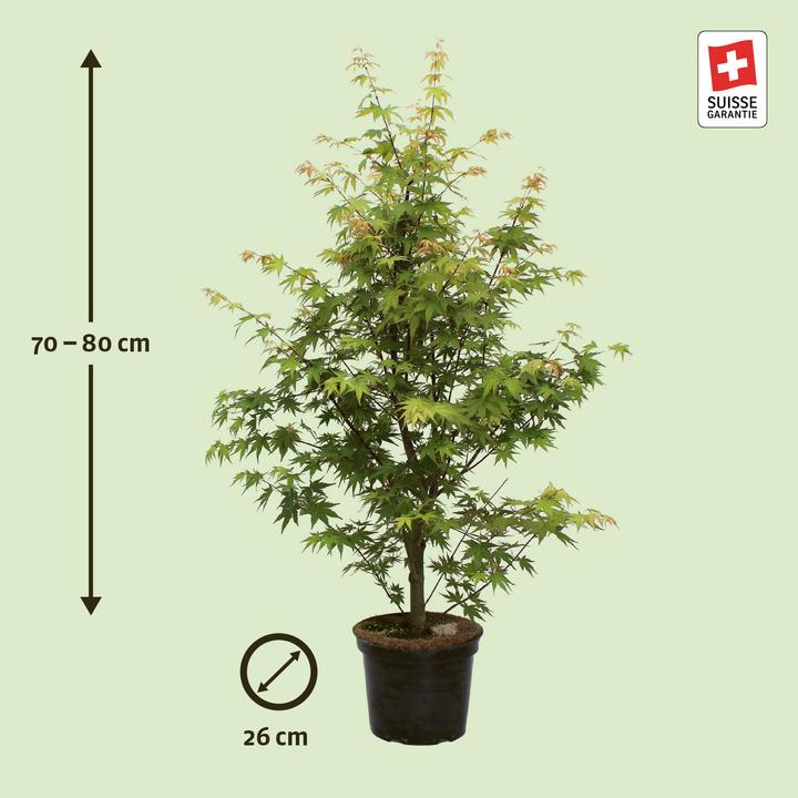 Produktbild Zulauf Japanischer Fächer-Ahorn / Acer palmatum 'Osakazuki' (80 cm)