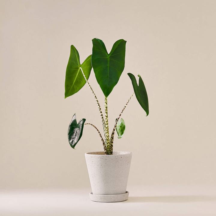 Actual product image Mary and Plants Elephant Ear (55 cm)