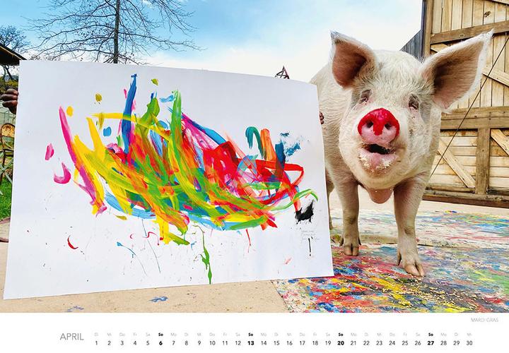 Produktbild Pigcasso Kalender 2025 (Harter Einband, Deutsch)