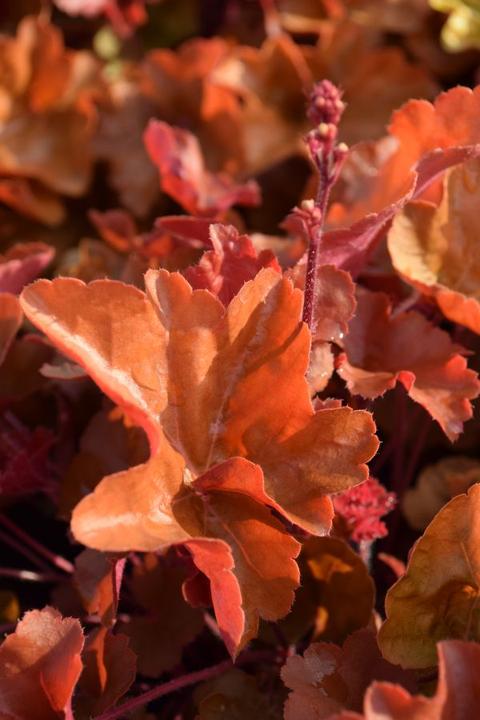 Produktbild Säntispracht Ein herbstblühendes Purpurglöckchen - Heuchera x brizoides 'Timeless Orange' (40 cm)