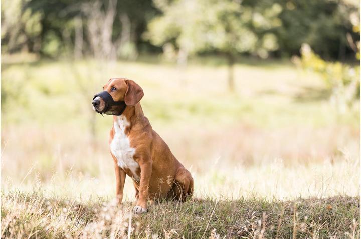 Produktbild Trixie Maulkorb (M, Hund, Spazieren)