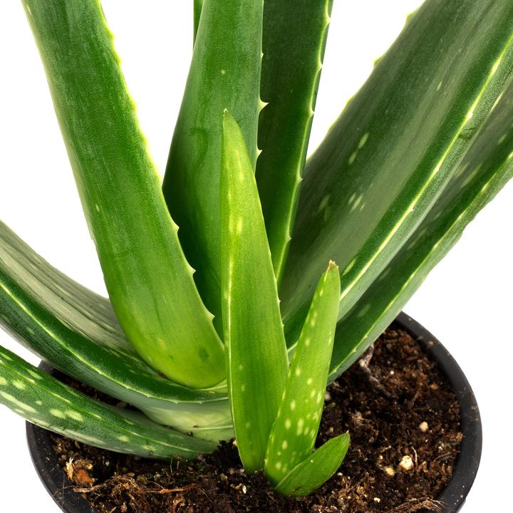 Actual product image Flowerbox Set of 5 Echte Aloe - Aloe vera (40 cm)