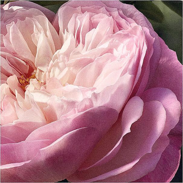 Produktbild Chloé Rose Naturelle Refill (Eau de Parfum, 100 ml)