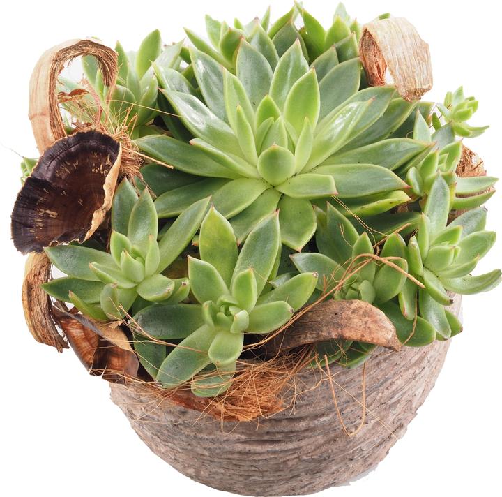 Actual product image Migros Ostschweiz Succulent tray (22 cm)