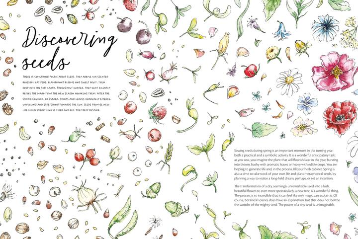 Produktbild Gogerty:The Magic of Seeds (Englisch, Clare Gogerty, 2023)