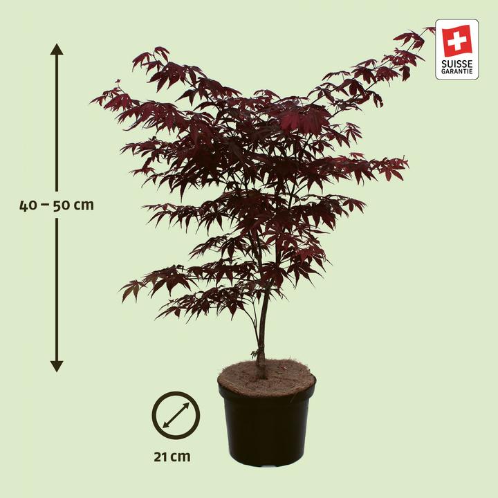 Produktbild Zulauf Japanischer Fächer-Ahorn / Acer palmatum 'Bloodgood' (50 cm)