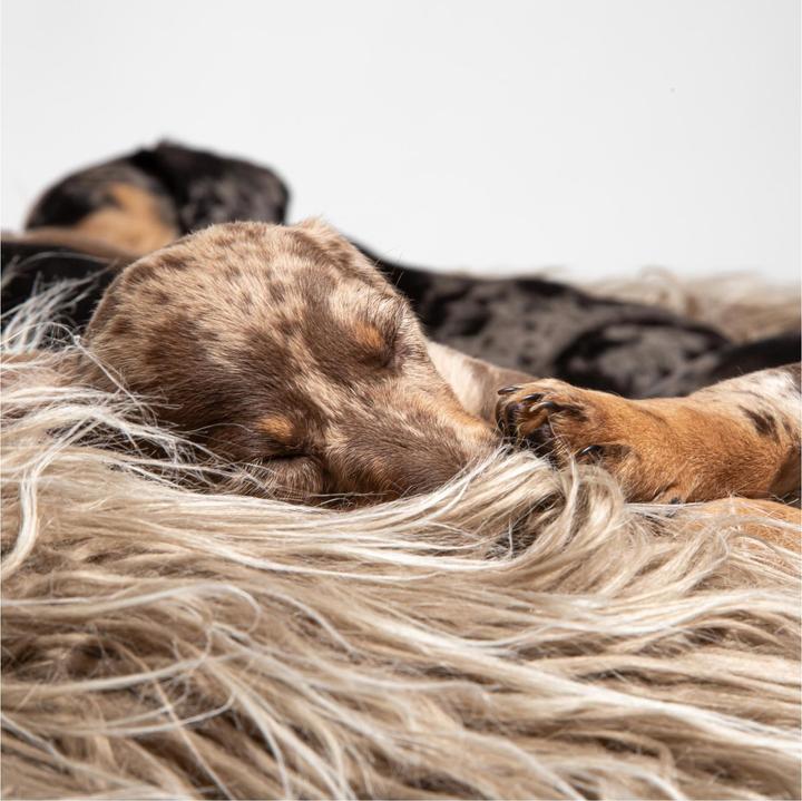 Immagine prodotto Cloud 7 Pouf Yeti (Cane)