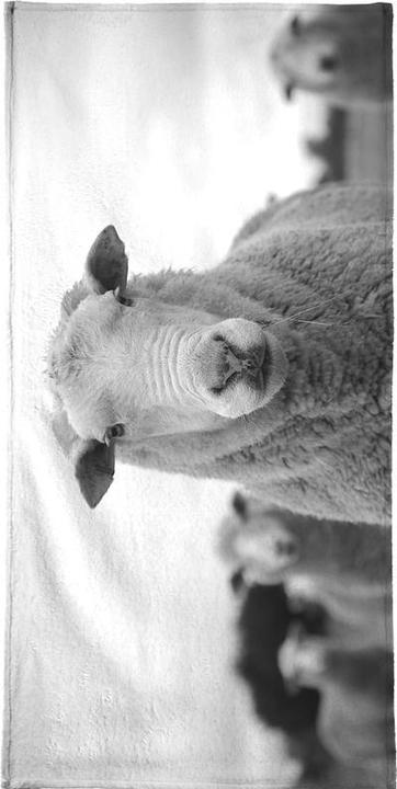Actual product image Juniqe The Sheep - Sheep (70 x 140 cm)