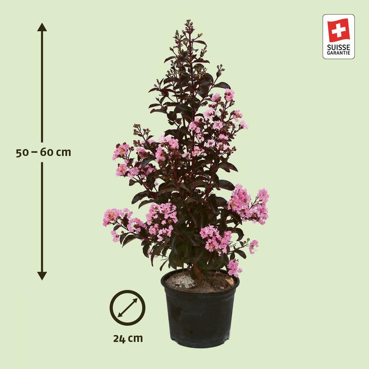 Produktbild Zulauf Kreppmyrte / Lagerstr. indica 'Rhapsody Pink'® (60 cm)