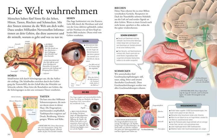Actual product image Wissen für clevere Kids (German, Birgit Reit, Karin Hofmann, Martin Kliche, Barbara Kiesewetter, DK Verlag - Kids, 2024)