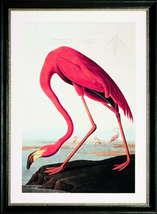G&C Gallery Fenicottero (68 x 96 cm)
