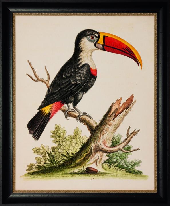 Immagine prodotto G&C Gallery Tucano (60 x 75 cm)