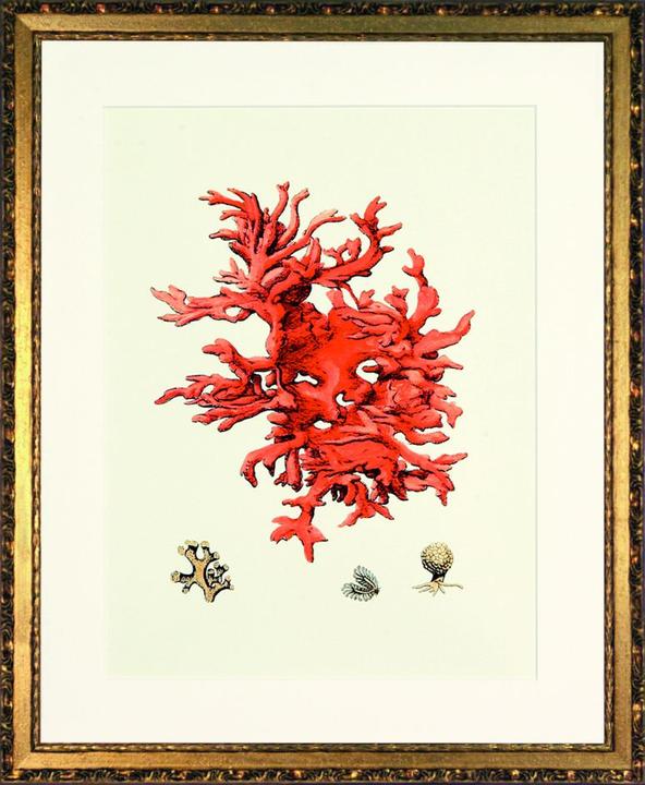 G&C Gallery Coral (40 x 50 cm)
