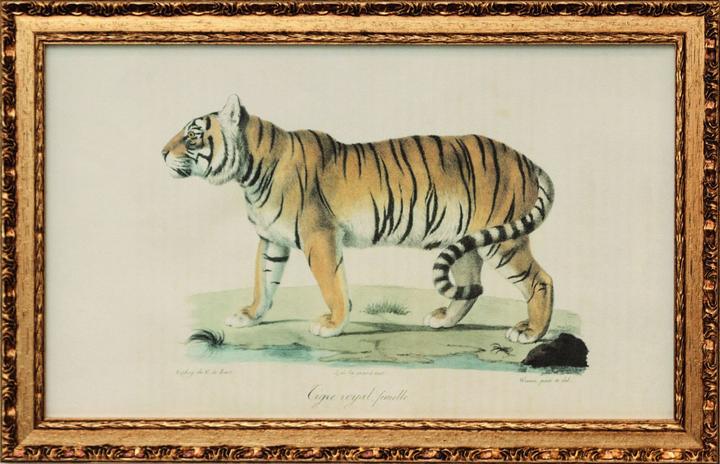 G&C Gallery Tiger (43 x 26 cm)