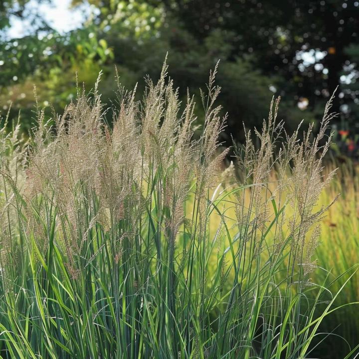 Immagine prodotto Plant in a Box Panicum virgatum 'Northwind' - Pungitopo (40 cm)