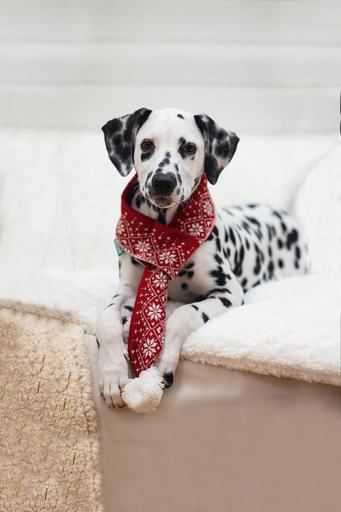 Actual product image Beeztees Christmas Plush (Dog bandana)
