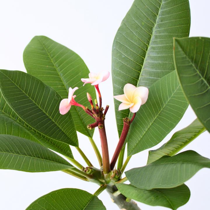Produktbild Plant in a Box Plumeria Frangipani - Hawaii pflanze (55 cm)