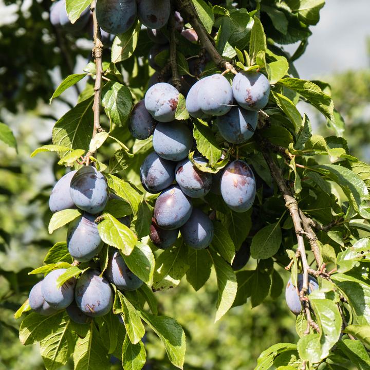 Produktbild Plant in a Box Malus 'Braeburn', Prunus avium, Pyrus 'Doyenne du Comice', Prunus domestica - 4er Mischung Obstbäum (70 cm)