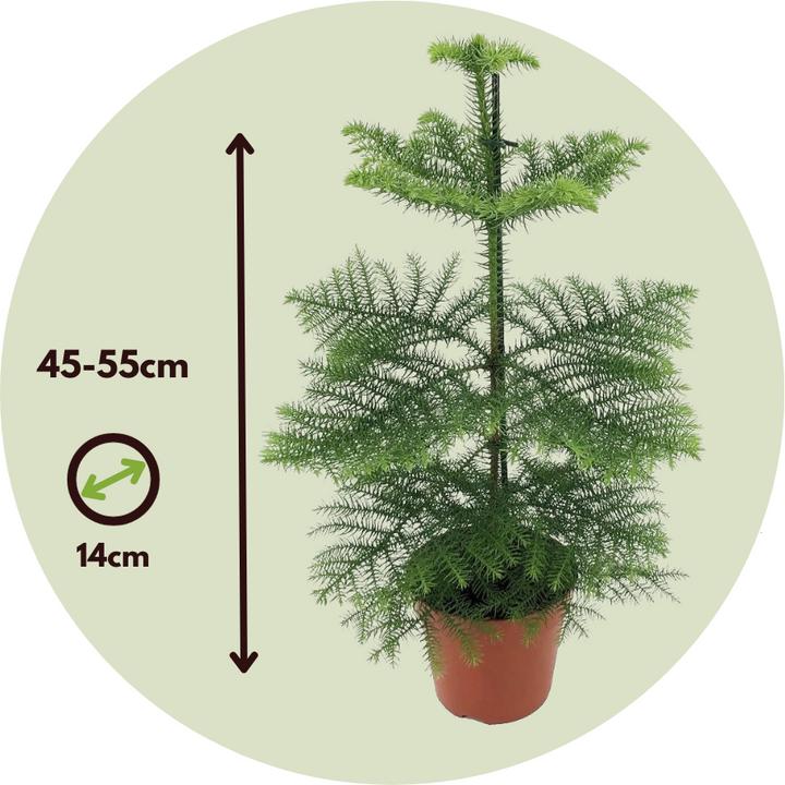 Produktbild Plant in a Box Araucaria Heterophylla - Norfolk Island pine (45 cm)