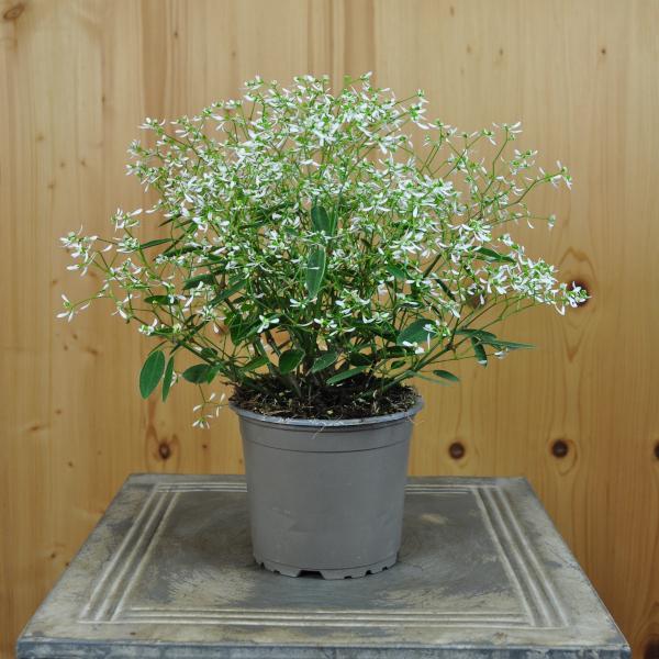Produktbild Säntispracht 4 er Set, Zauberschnee - Euphorbia Aktion Diamond Frost (35 cm)