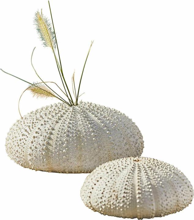 Image du produit Loberon Oursin décoratif Lot de 2 Kimbar blanc antique